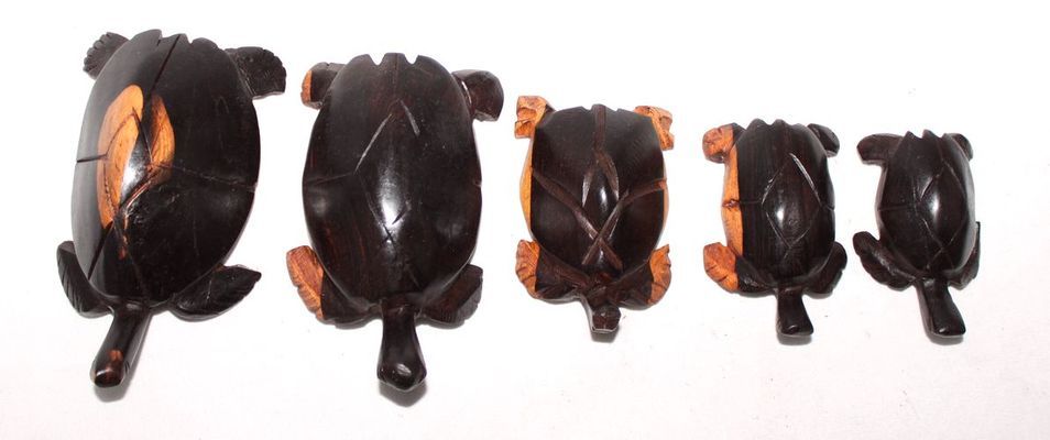 Tortue-serie_0517