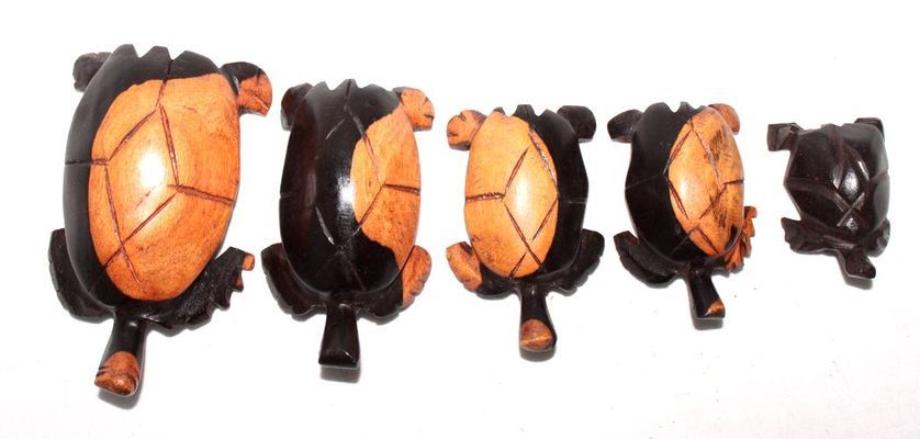 Tortue-serie_0533